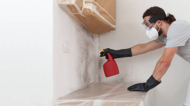 Professional Black Mold Removal technician working in Hydes, MD